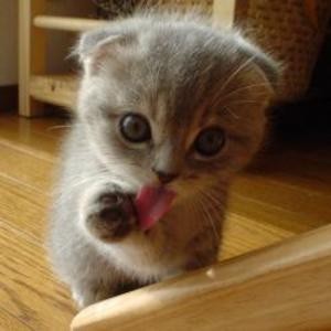 Absurdly cute kitten